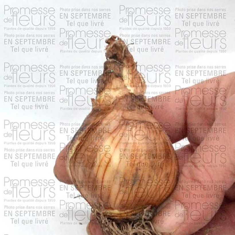 Esempio di esemplare Narciso a tromba Galactic Star Bulbo taglia 12+ come consegnato