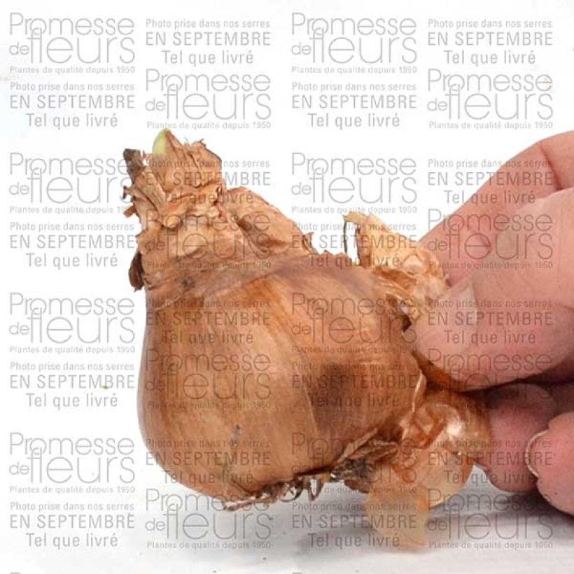 Esempio di esemplare Narciso Tazetta Geranium Bulbo taglia 12+ come consegnato