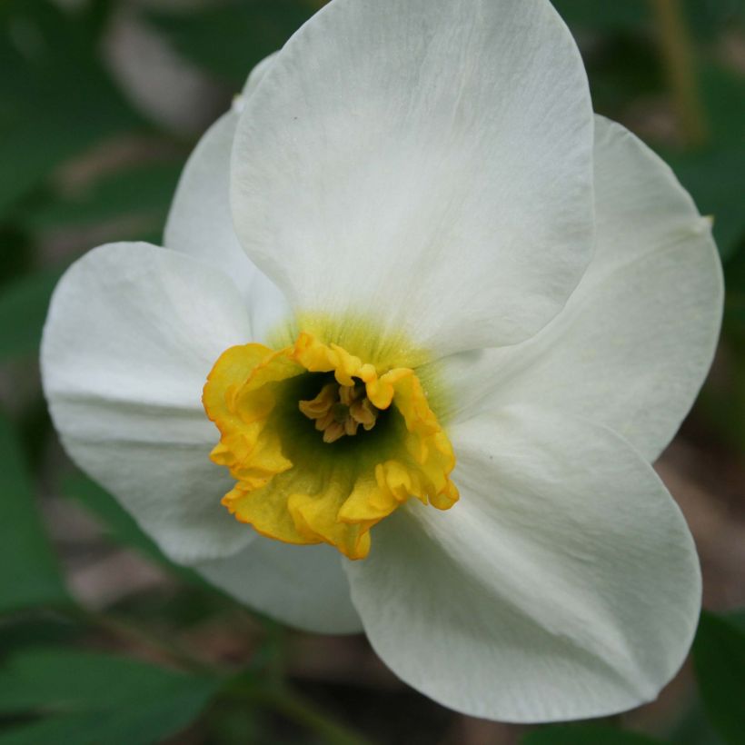 Narciso coronato Jamestown (Fioritura)