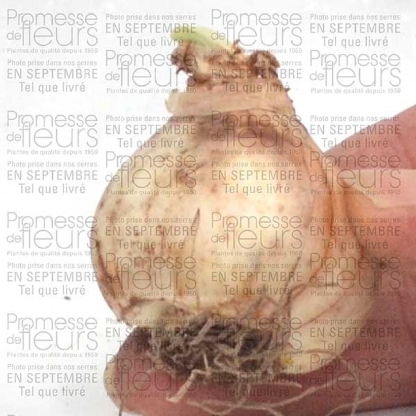 Esempio di esemplare Narciso cyclamineus Jet Fire Bulbo taglia 12+ come consegnato