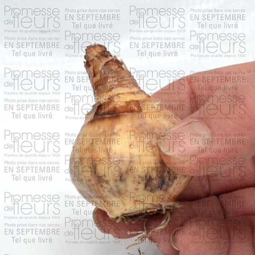 Esempio di esemplare Narciso grande-coronato Parabole Bulbo taglia 12+ come consegnato