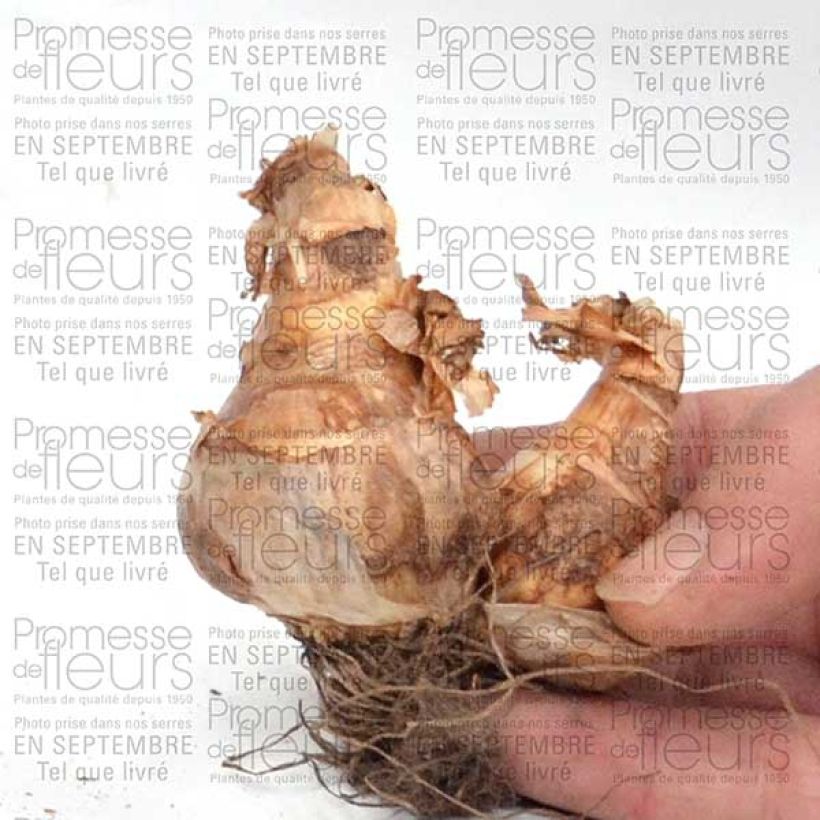 Esempio di esemplare Narciso coronato Piper's End Bulbo taglia 14+ come consegnato
