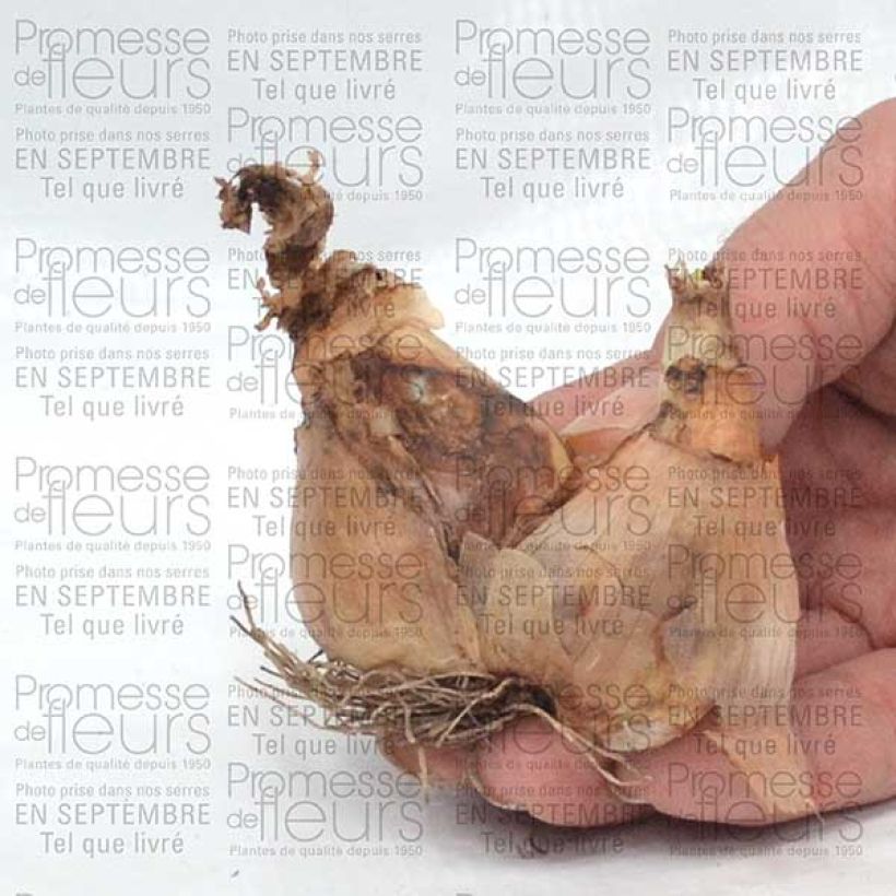 Esempio di esemplare Narciso coronato Sinopel Bulbo taglia 12+ come consegnato