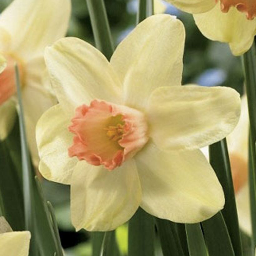 Narciso cyclamineus Prototype (Fioritura)