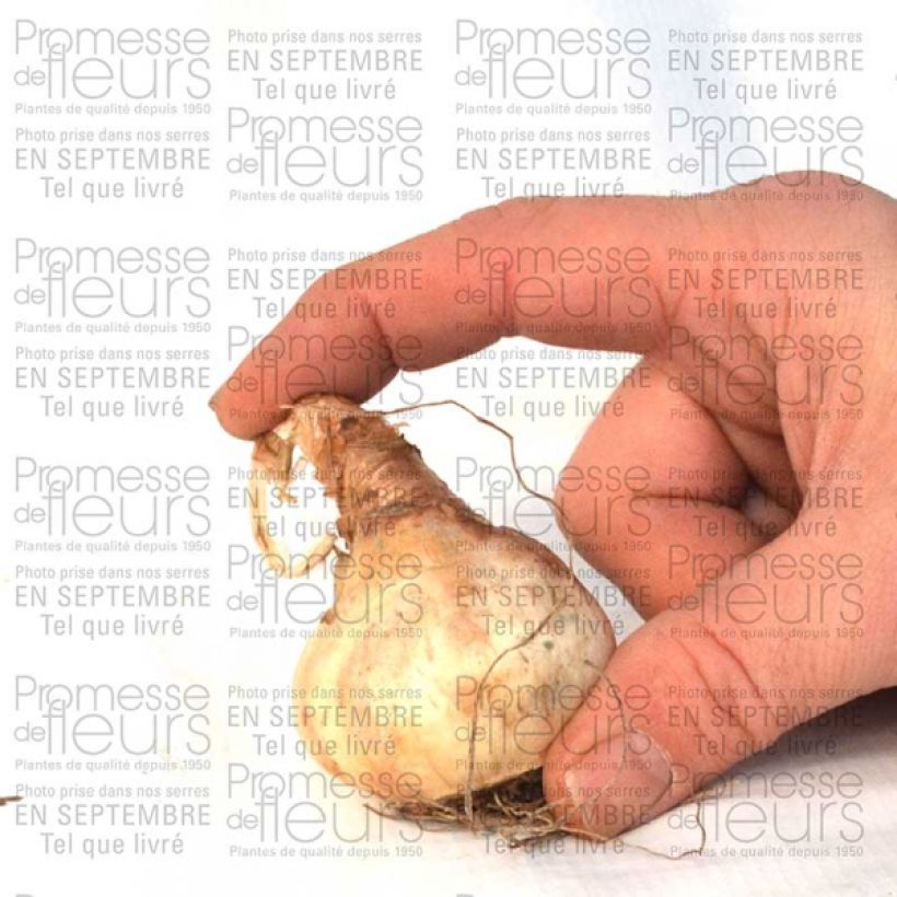 Esempio di esemplare Narciso grande-coronato Sentinel Bulbo taglia 12+ come consegnato