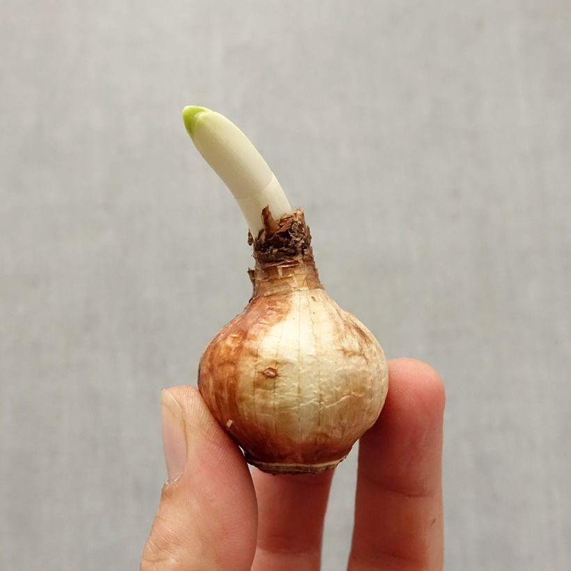 Esemplare di Narciso Steptoe Bulbo taglia 13+ come consegnato in autunno