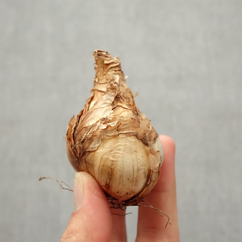 Esemplare di Narciso Tazetta Erlicheer Bulbo taglia 14+ come consegnato in autunno