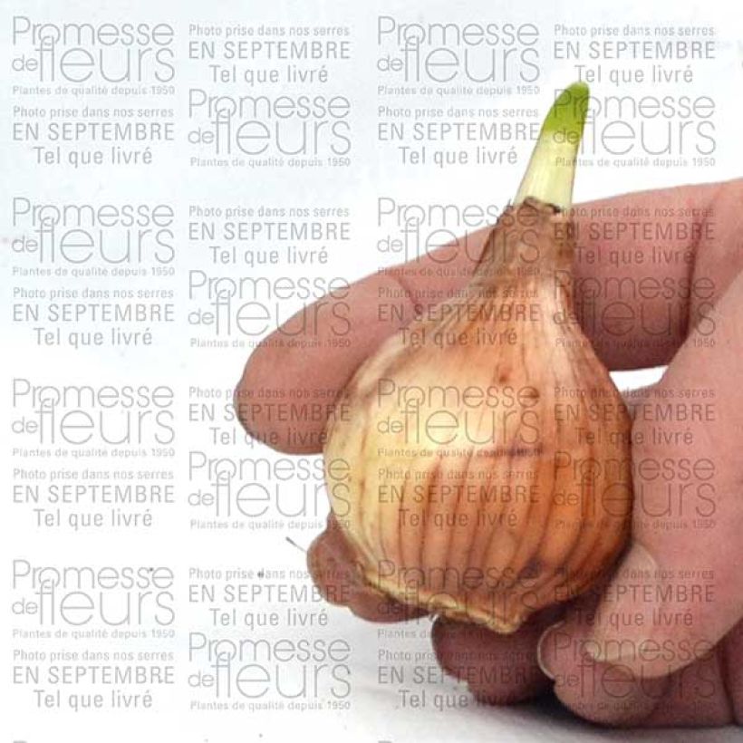 Esempio di esemplare Narcissus triandrus Thalia Bulbo taglia 12+ come consegnato