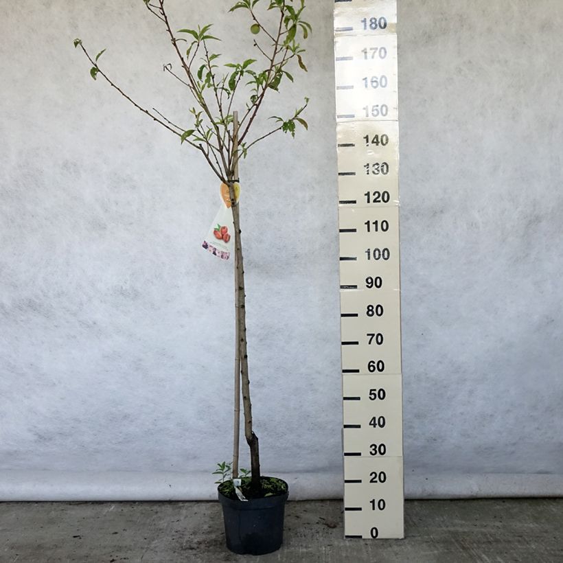Esemplare di Nettarina Flateryna Vaso da 7,5L/10L, Vaso impalcato medio consegnato in estate