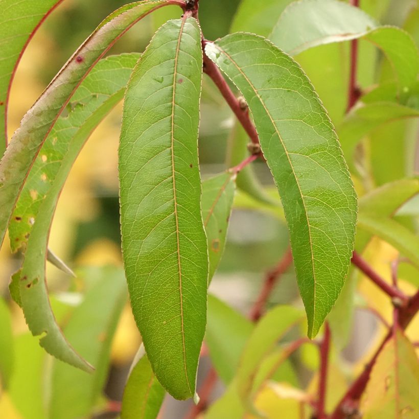Nettarina Flateryna (Fogliame)