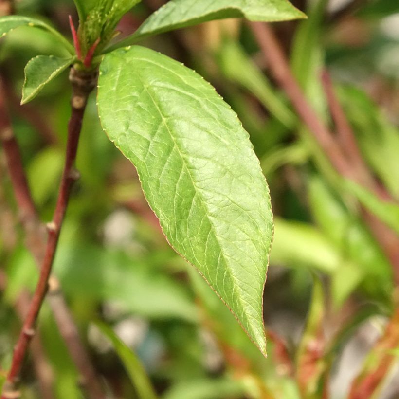 Nettarina Morton (Fogliame)