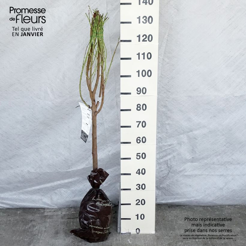 Nettarina Mesembrine Zolla 'Pronta da piantare', Vasetto esemplare consegnato in inverno