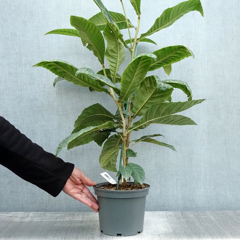 Esemplare di Eriobotrya x japonica - Nespolo del Giappone Vaso da 3L/4L come consegnato in autunno