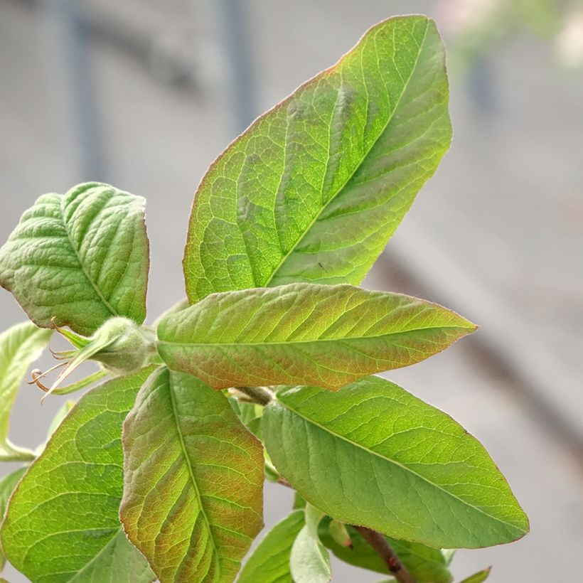 Mespilus germanica Bredase Reus - Nespolo (Fogliame)