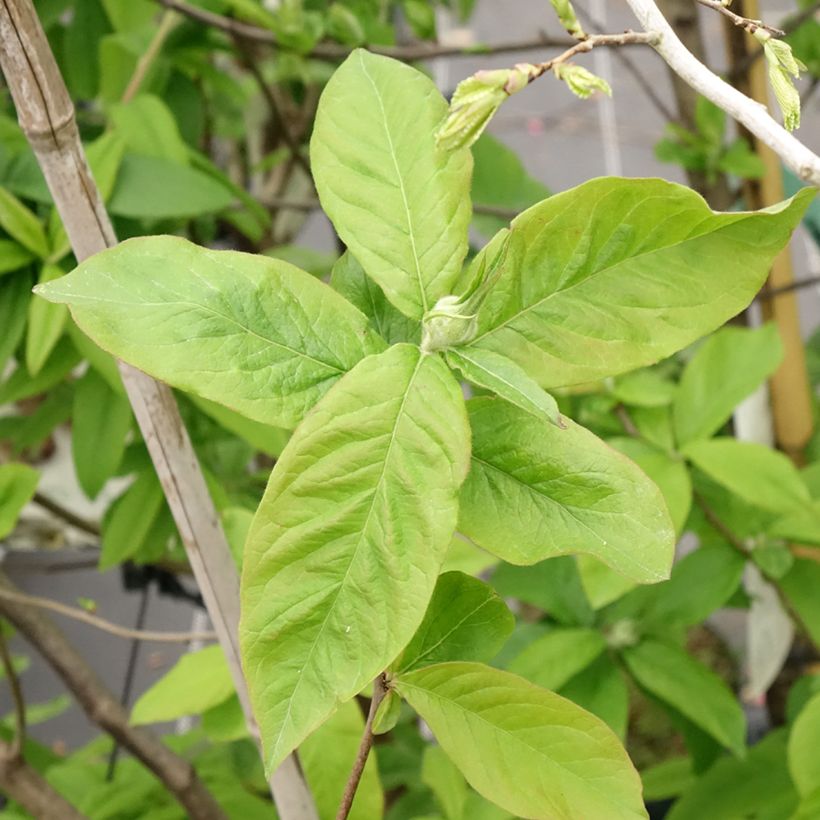 Mespilus germanica - Nespolo (Fogliame)