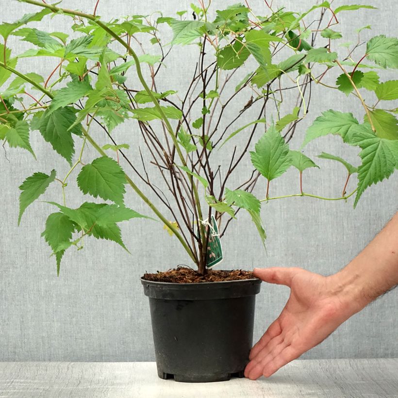 Esemplare di Neillia affinis Vaso da 2L/3L consegnato in estate