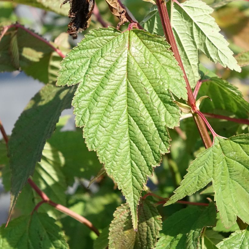 Neillia thibetica (Fogliame)