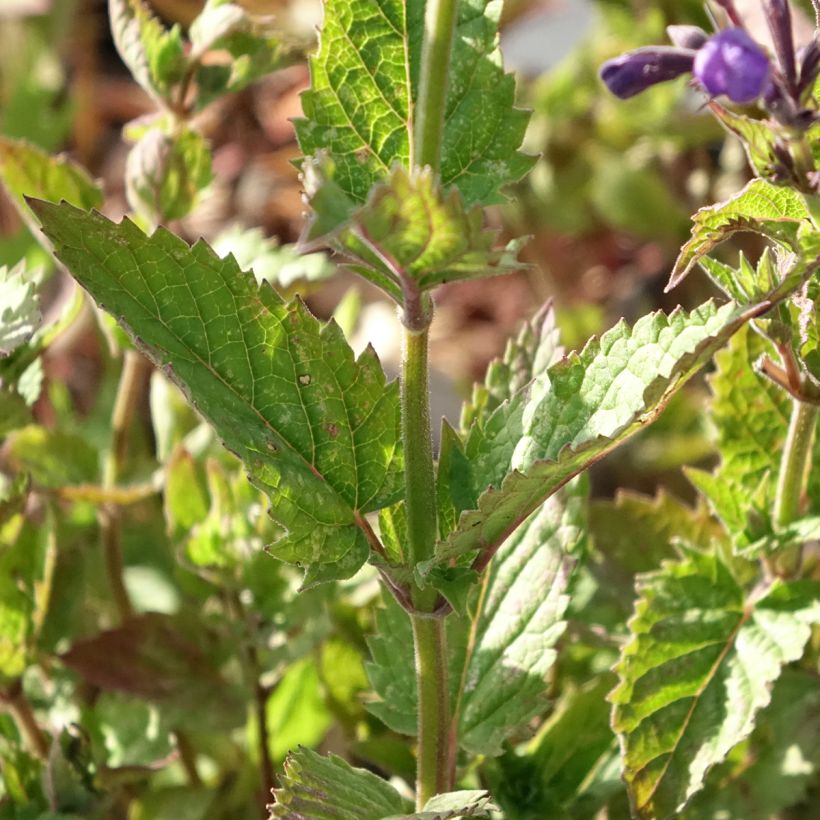 Nepeta Blue Dragon (Fogliame)