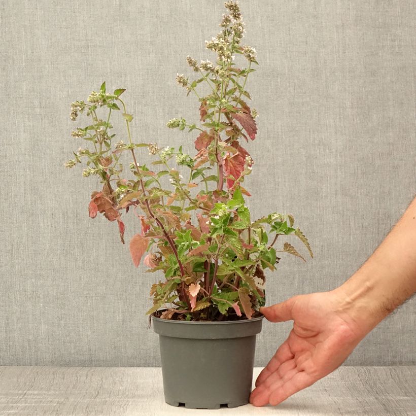 Esemplare di Nepeta cataria Citriodora - Gattaia comune Vaso da 1,5L/2L consegnato in estate