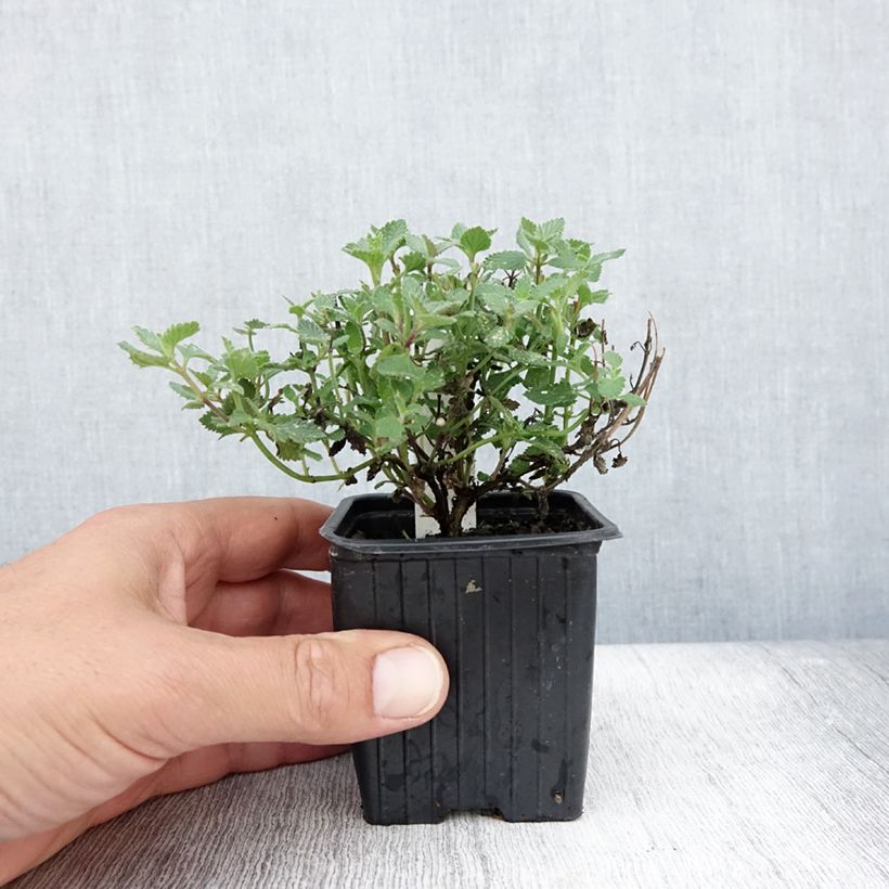 Esemplare di Nepeta faassenii Cat's Meow Vasetto da 8/9 cm consegnato in estate