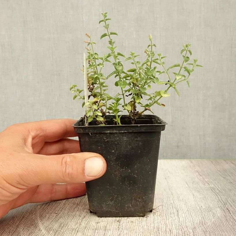 Esemplare di Nepeta faassenii Cat's Pajamas Vasetto da 8/9 cm consegnato in estate