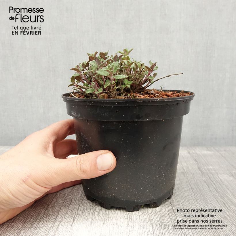 Nepeta faassenii - Erba dei gatti Vaso da 2L/3L esemplare consegnato in inverno