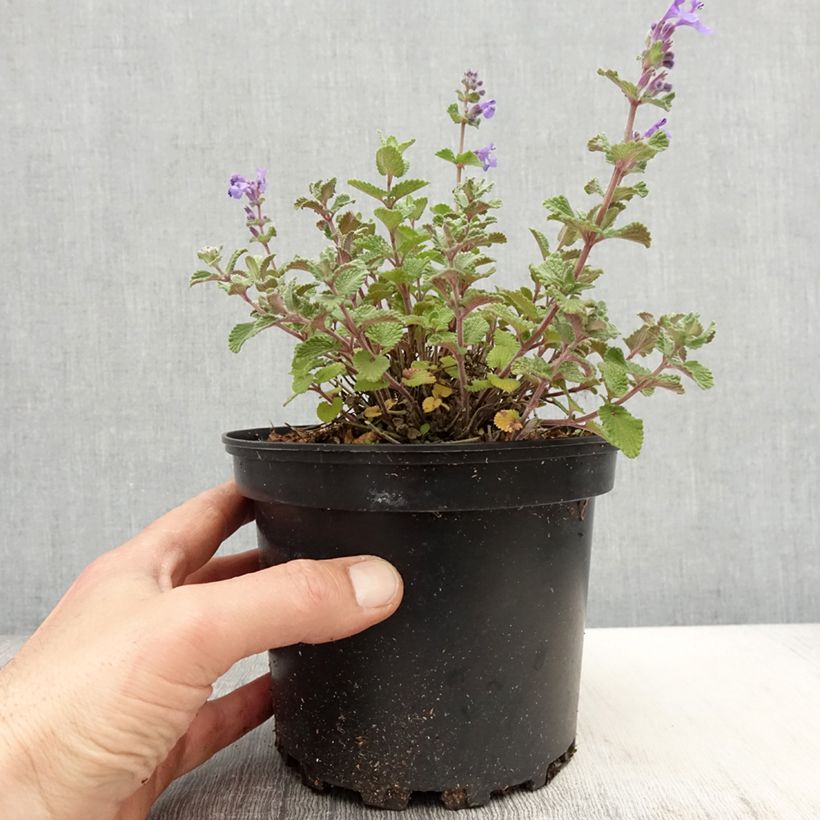 Nepeta faassenii - Erba dei gatti Vaso da 2L/3L esemplare consegnato in primavera