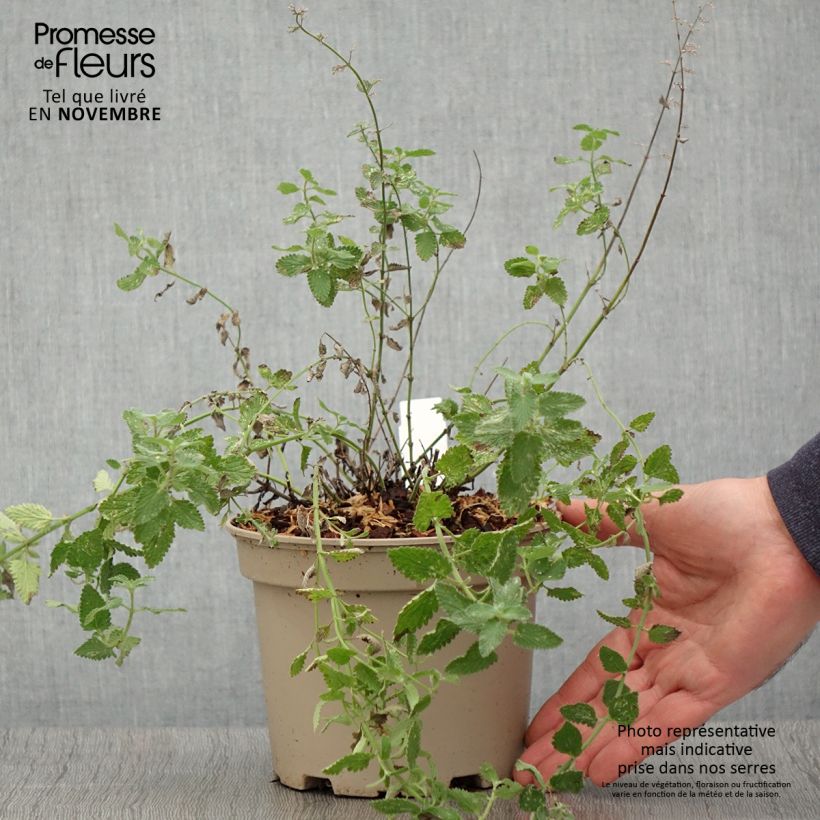Esemplare di Nepeta faassenii Walker's Low Vaso da 2L/3L come consegnato in autunno