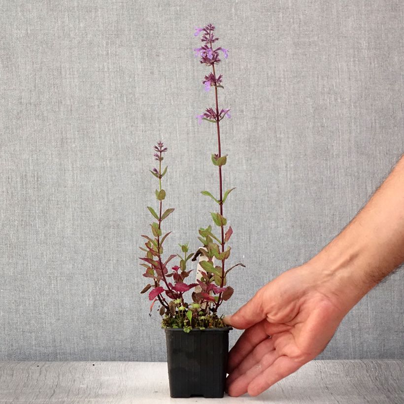 Esemplare di Nepeta grandiflora Bramdean Vasetto da 8/9 cm consegnato in estate