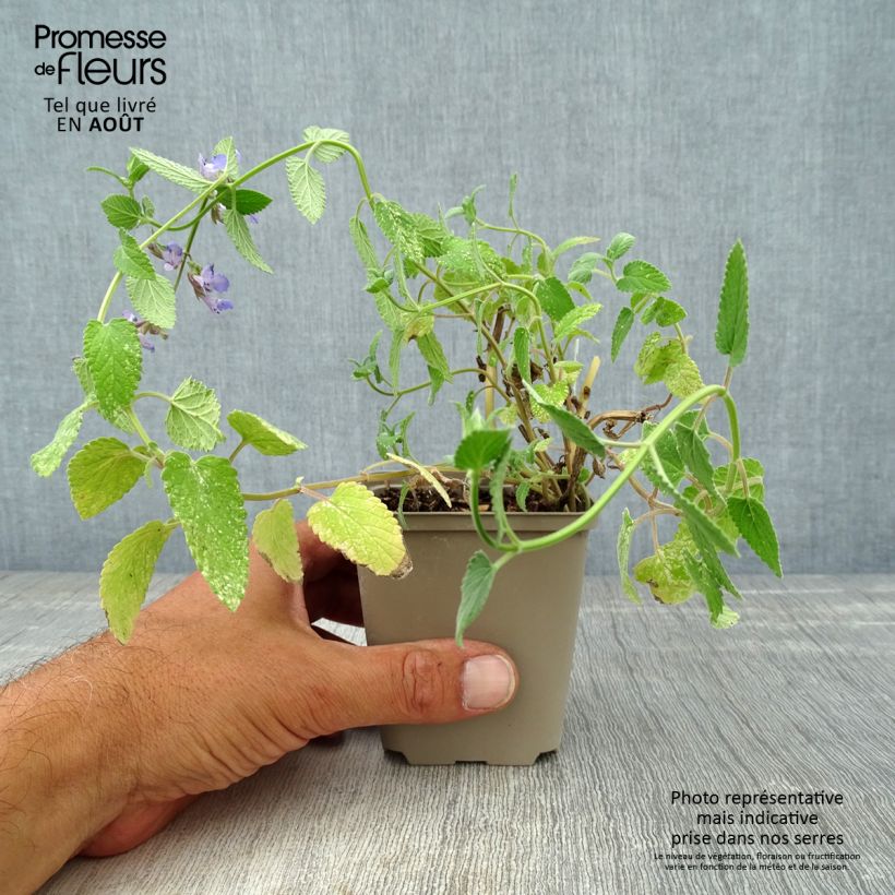 Esemplare di Nepeta grandiflora Wild Cat Vasetto da 8/9 cm consegnato in estate