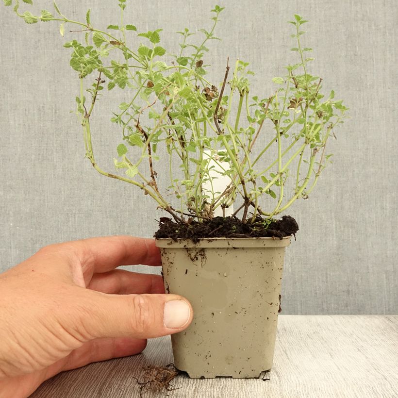 Esemplare di Nepeta faassenii Kit Cat Vasetto da 8/9 cm consegnato in estate