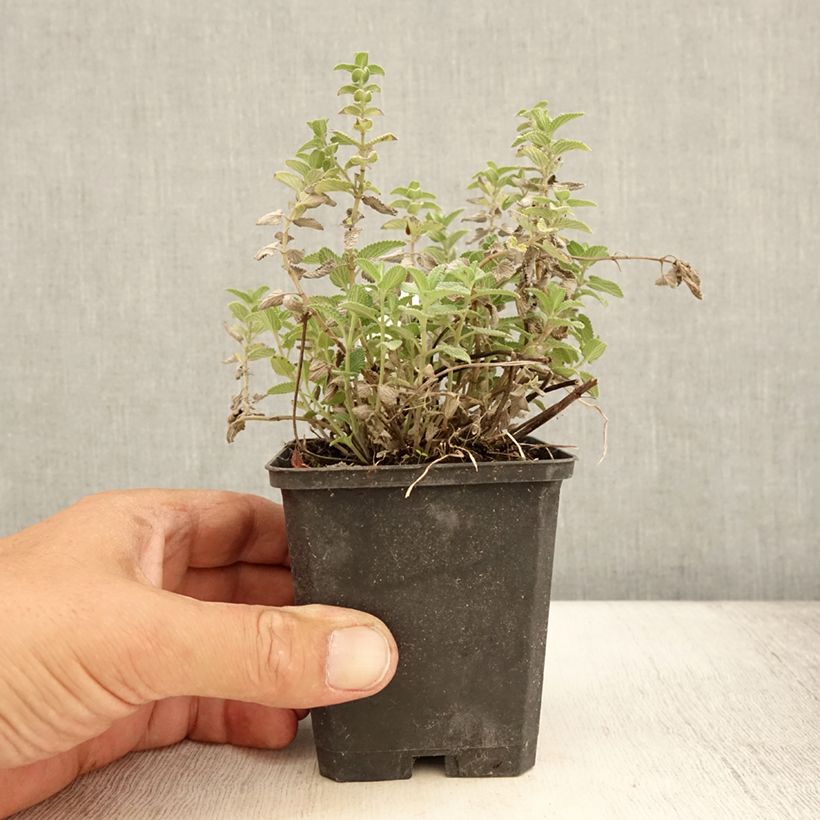 Esemplare di Nepeta mussini - Erba dei gatti Vasetto da 8/9 cm consegnato in estate