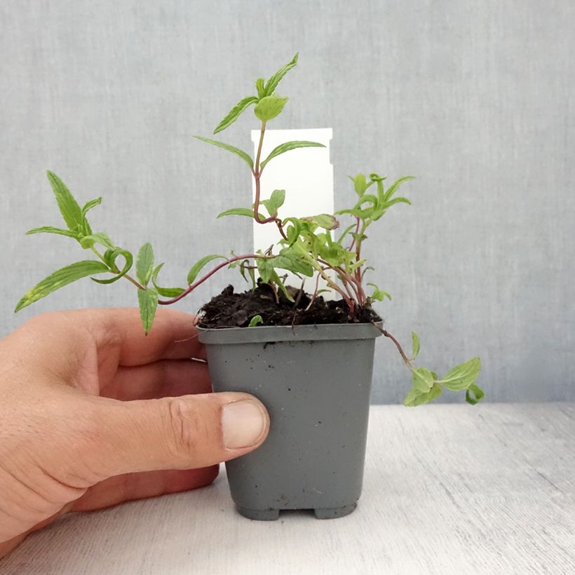 Esemplare di Nepeta nervosa Vasetto da 8/9 cm consegnato in estate