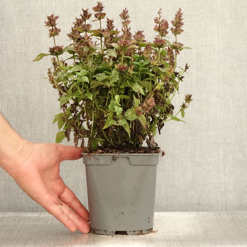Esemplare di Nepeta nervosa Vaso da 2L/3L consegnato in estate