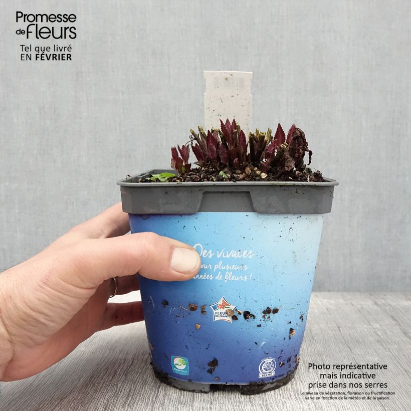 Nepeta nervosa Neptune Vaso da 1,5L/2L esemplare consegnato in inverno