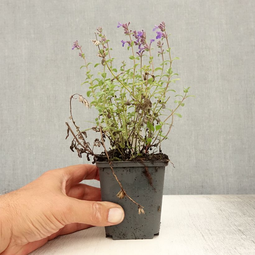 Esemplare di Nepeta racemosa Grog Vasetto da 8/9 cm consegnato in estate