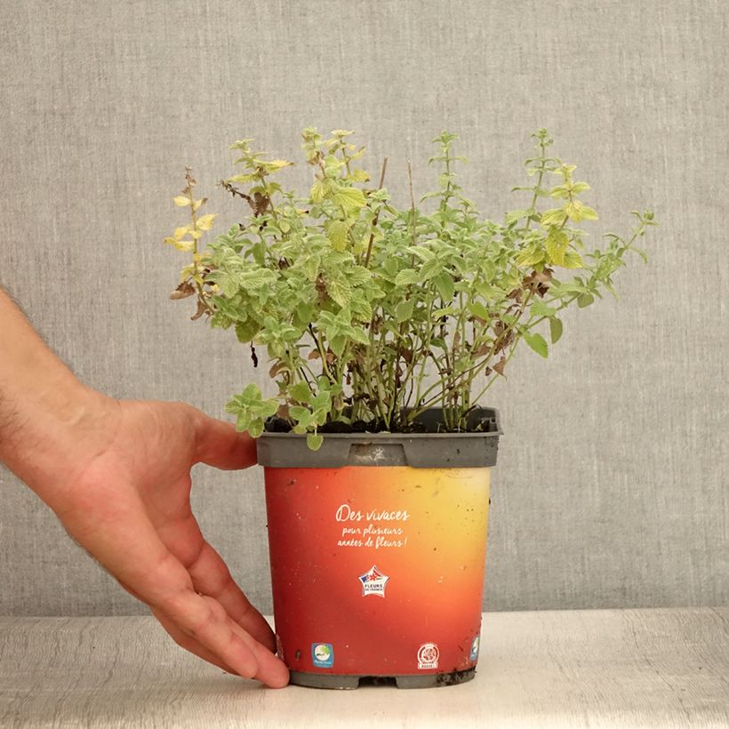 Esemplare di Nepeta racemosa Snowflake Vaso da 2L/3L consegnato in estate