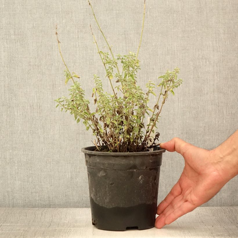 Esemplare di Nepeta faassenii Dropmore Vaso da 2L/3L consegnato in estate