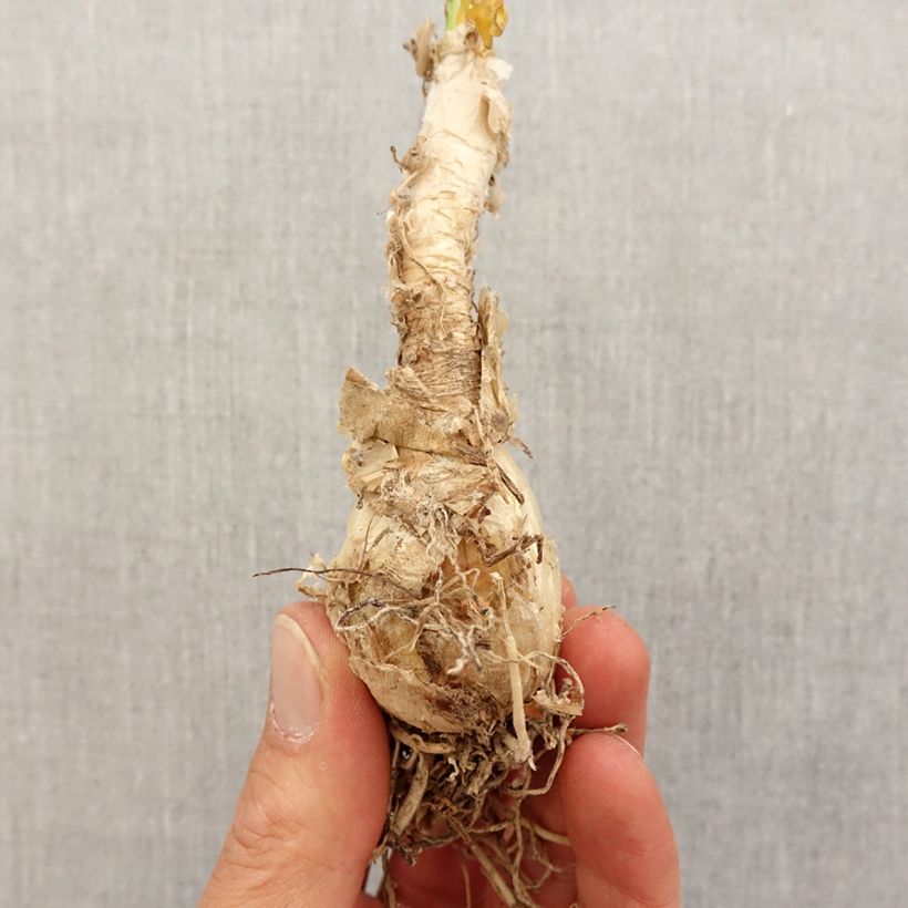 Nerine flexuosa White Bulbo taglia 13+ esemplare consegnato in primavera