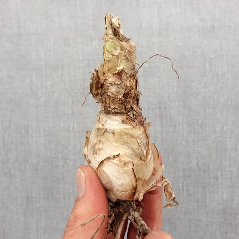 Nerine sarniensis Corusca Bulbo taglia 12+ esemplare consegnato in primavera