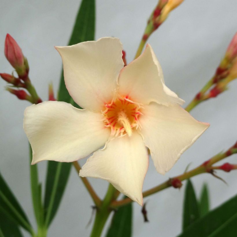 Nerium oleander Yellow - Oleandro (Fioritura)