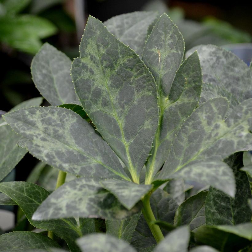Helleborus nigercors White Beauty - Elleboro (Fogliame)