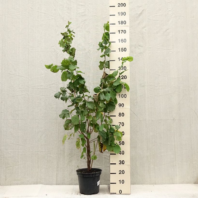 Esemplare di Corylus avellana - Nocciòlo Vaso da 7,5L/10L consegnato in estate
