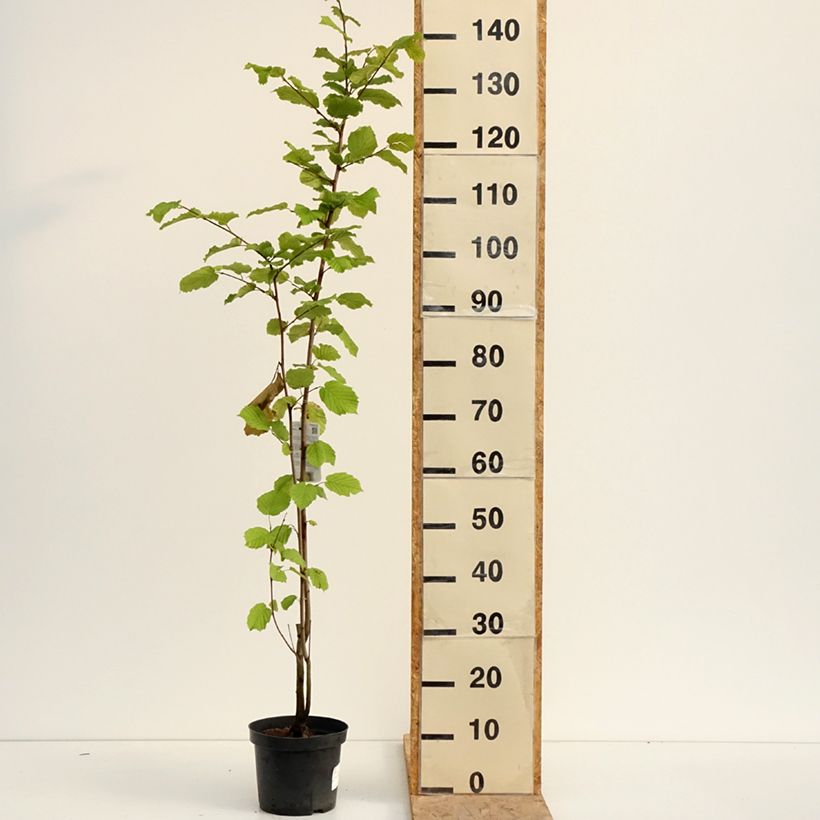Esemplare di Corylus avellana - Nocciòlo Vaso da 2L/3L consegnato in estate