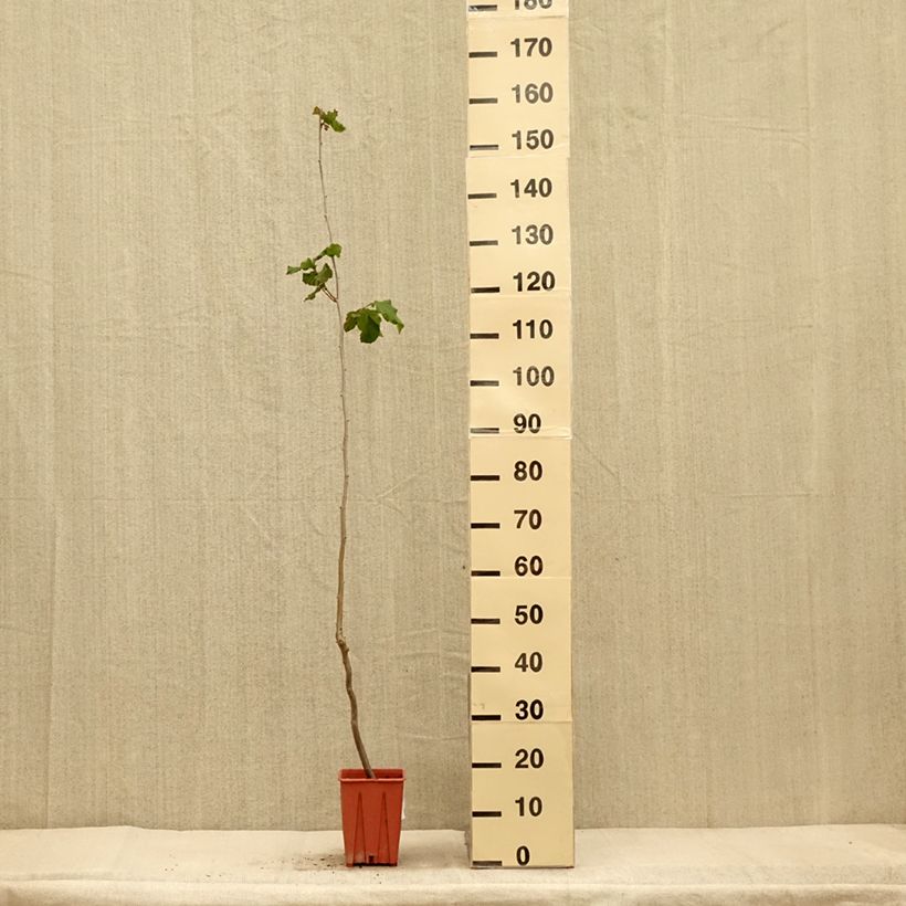 Esemplare di Nocciòlo Tonda Gentile Romana Vaso da 1,5L/2L come consegnato in autunno