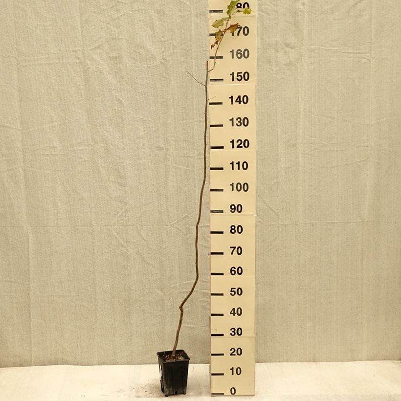 Esemplare di Nocciòlo Tonda Gentile Trilobata Vaso da 1,5L/2L come consegnato in autunno