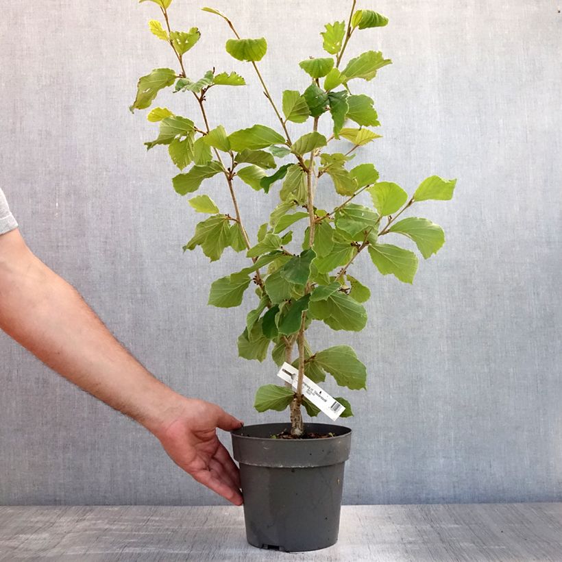 Esemplare di Hamamelis intermedia Westerstede - Amamelide Vaso da 3L/4L consegnato in estate
