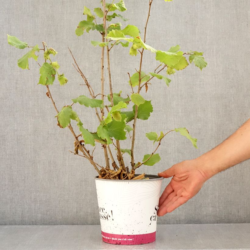 Esemplare di Nocciòlo Fertile de Coutard Vaso da 3L/4L, A cespuglio consegnato in estate
