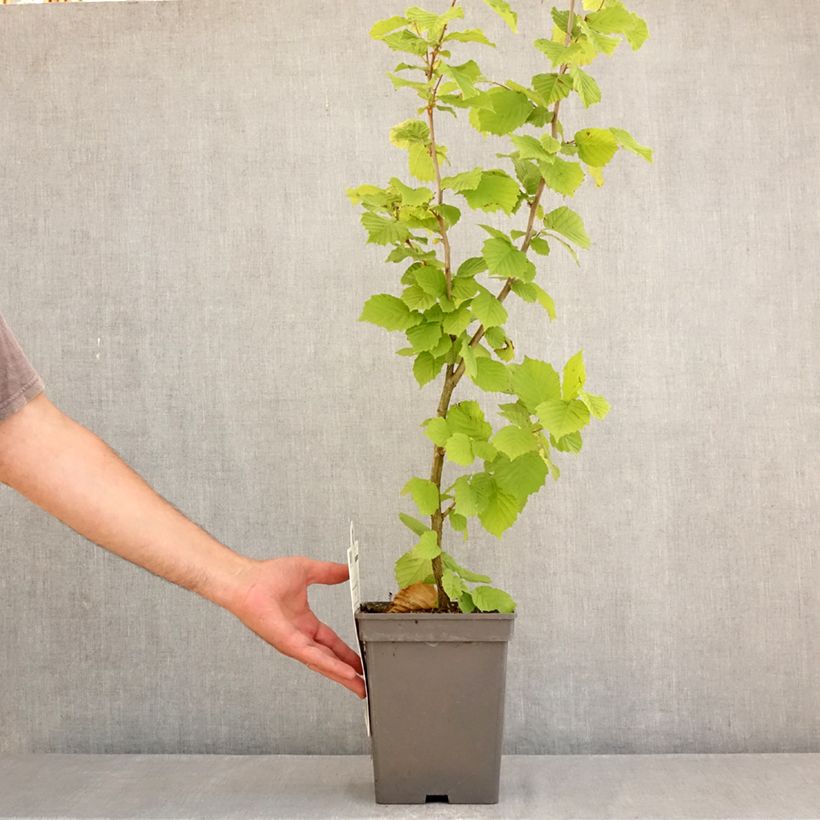 Esemplare di Corylus maxima Géant de Halle - Nocciolo lungo Vaso da 4L/5L, A cespuglio consegnato in estate