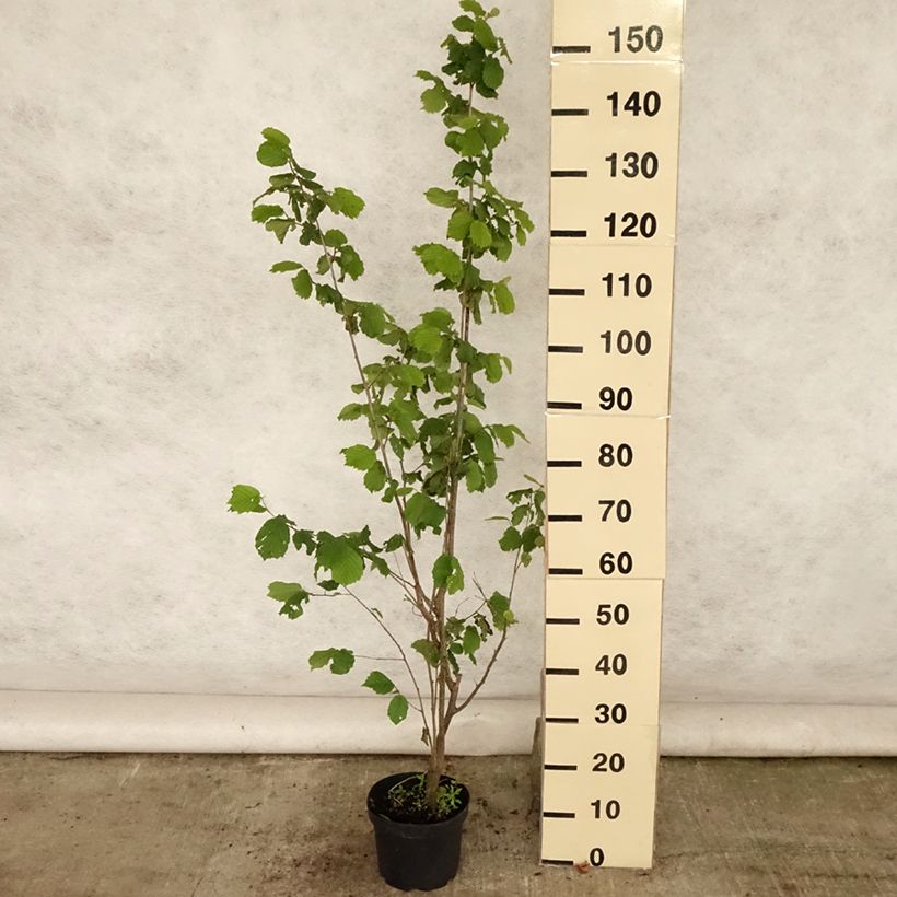 Esemplare di Corylus maxima Géant de Halle - Nocciolo lungo Vaso da 2L/3L consegnato in estate